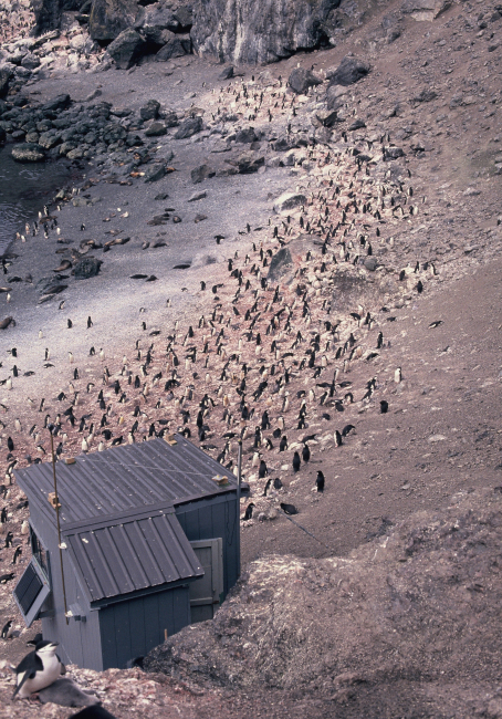An observation shack at a chinstrap penguin colony on Seal Island