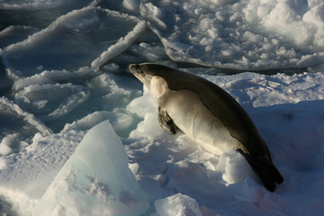 A crabeater seal hauled out on an ice floe