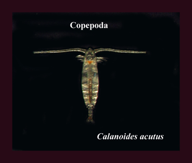 Calanoides acutus, an Antarctic copepod