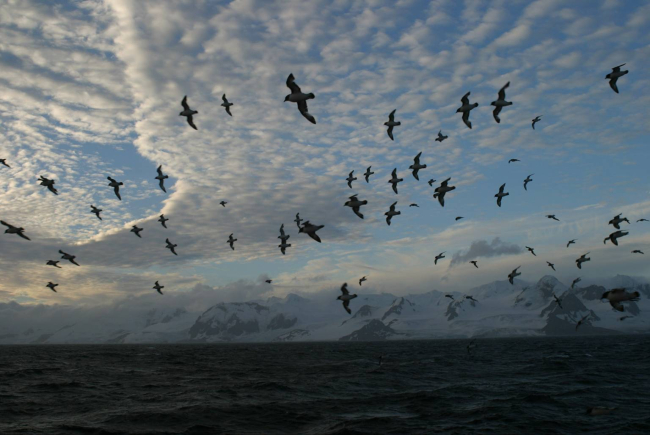 A flock of cape petrels fly by a rugged Antarctic Island at sunset
