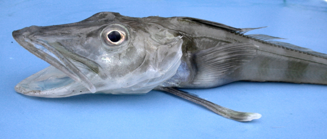 Chaenocephalus aceratus, an Antarctic icefish