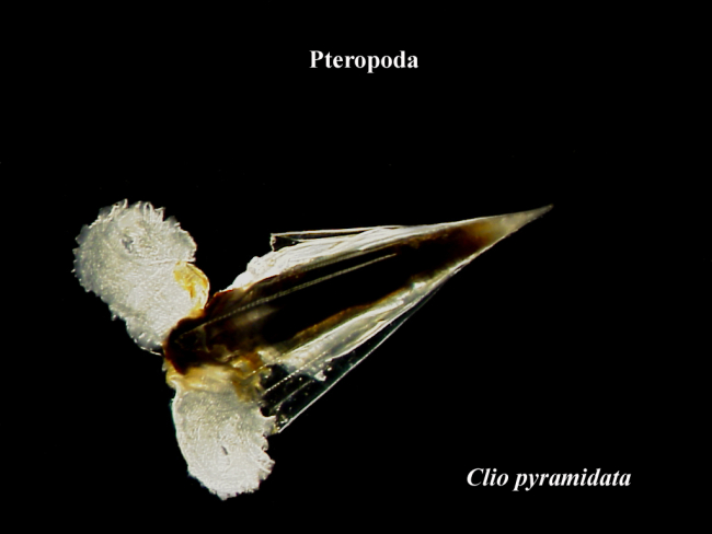 Clio pyramidata, a pelagic snail