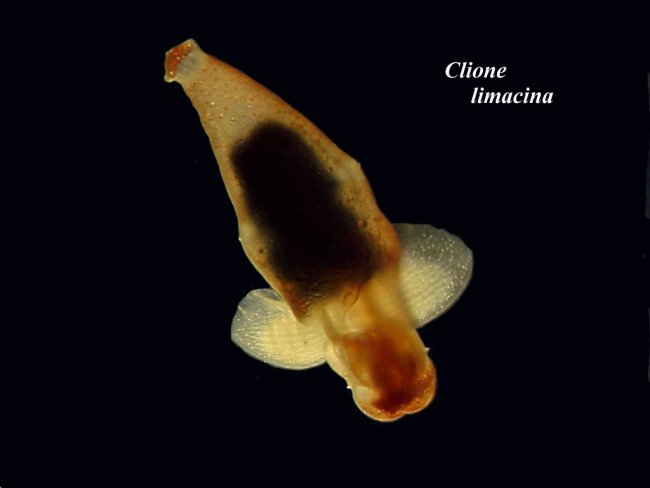 A naked sea butterfly, Clione limacina