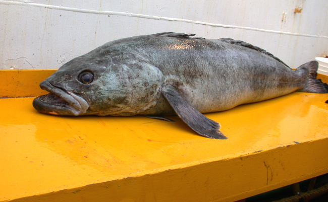 Dissostichus mawsoni, a species of toothfish