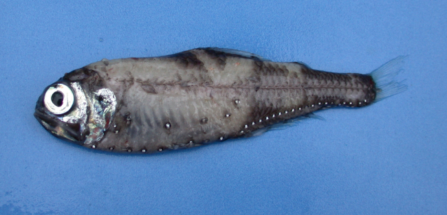 Electrona antarctica, a myctophid fish
