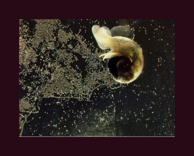 Limacina helicina, an Antarctic pteropod