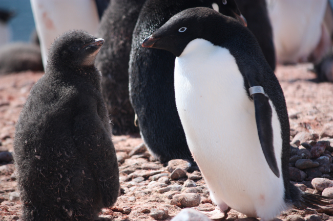 An adult Adelie penguin, with a flipper tag, stands next to an Adelie chick