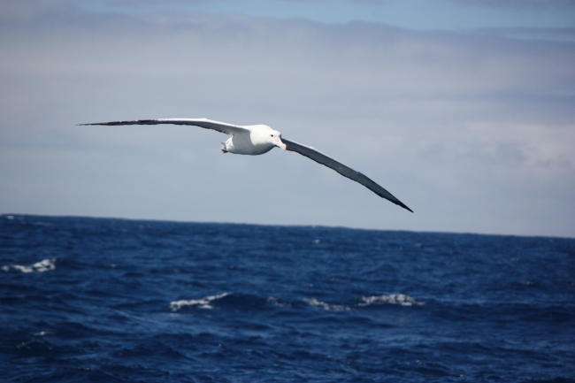 A wandering albatross glides over the sea on a calm day in the Southern Ocean
