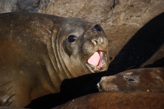 A group of female Southern elephant seals