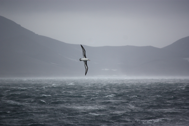 A black-browed albatross glides in the wind on a stormy day in theSouthern Ocean