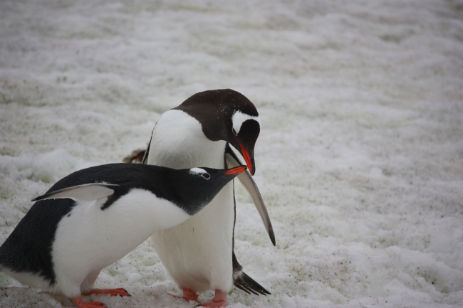 A pair of adult gentoo penguins