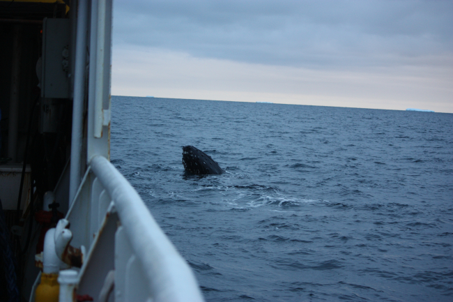 A humpback whale spyhops next to the R/V Moana Wave