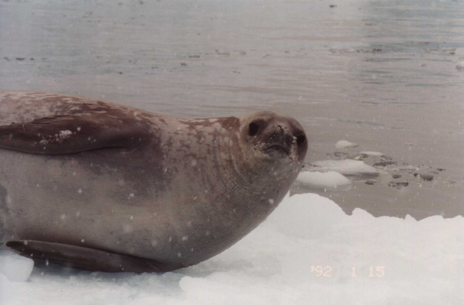 A crabeater seal on a snowy ice floe