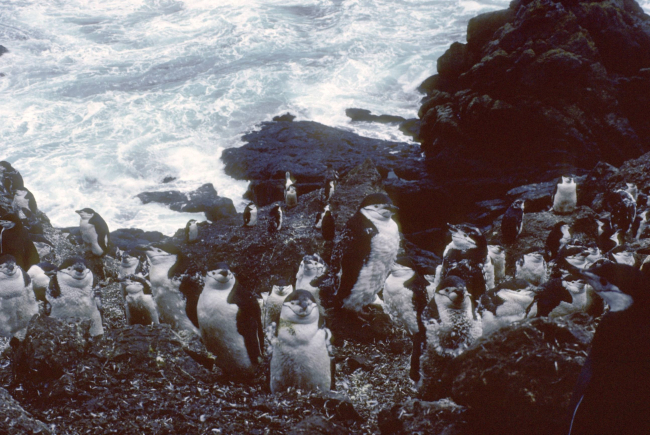 Chinstrap penguins in molt