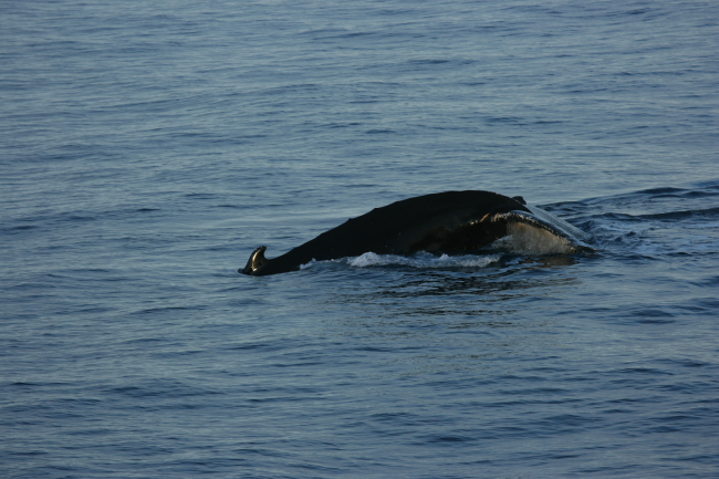 A humpback whale diving