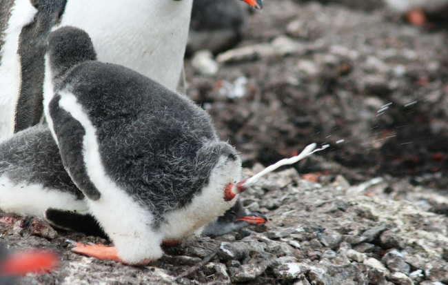A gentoo penguin chick defecates outside of its nest