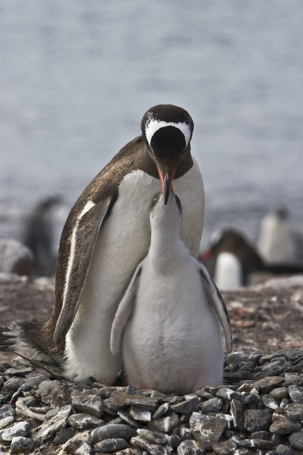 An adult gentoo penguin feeding its chick