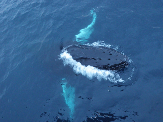 Close view of a humpack whale, South Shetland Islands