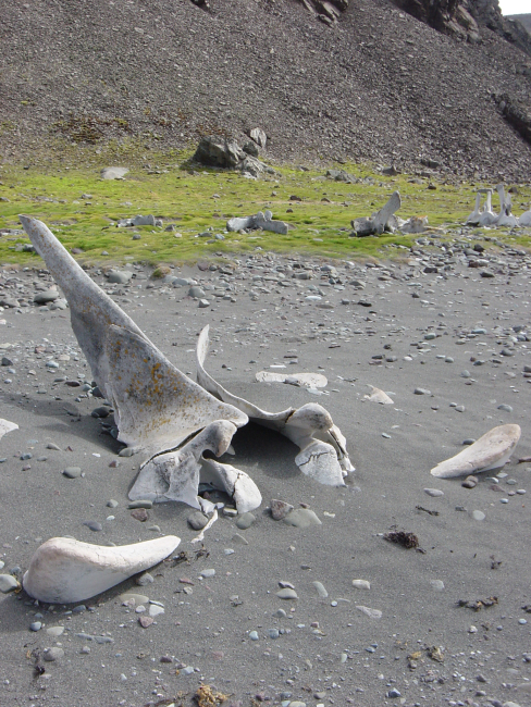 Whalebone debris on a beach in the South Shetland Islands,a clue to the area's history as a whaling center