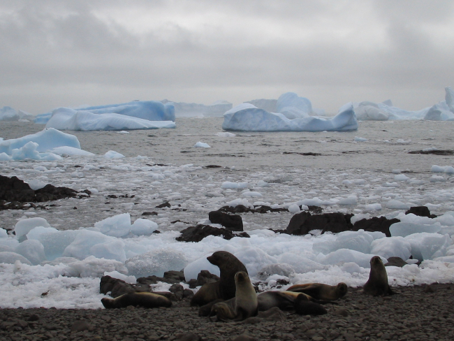 Antarctic fur seals on an icy beach