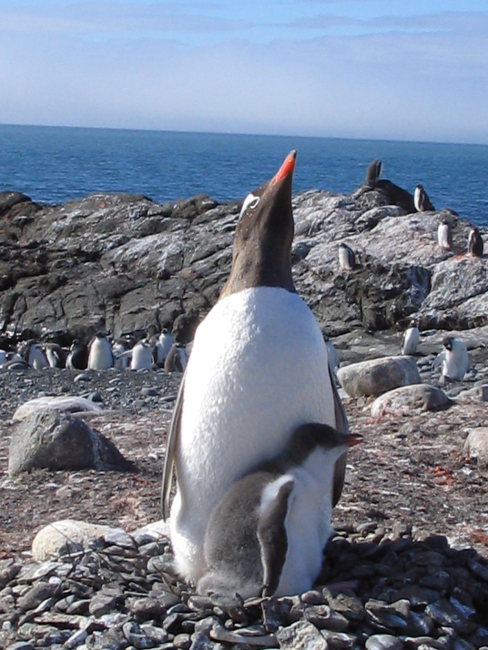 A gentoo penguin with chick, King George Island