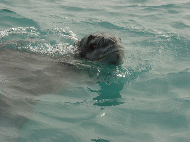 A leopard seal, Hydrurga leptonyx, swims near Seal Island