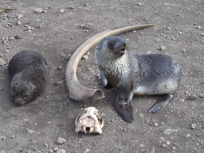 Antarctic fur seal pups with a whale rib and seal skull, Livingston Island