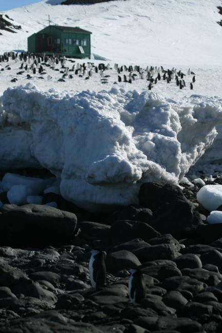 Chinstrap penguins on Livingston Island