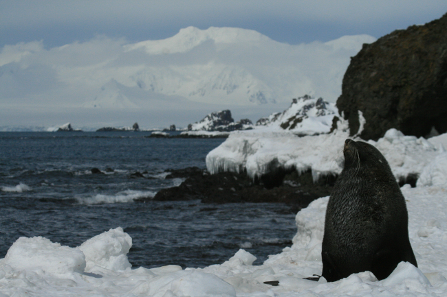 Antarctic fur seal with Antarctic landscape in the background