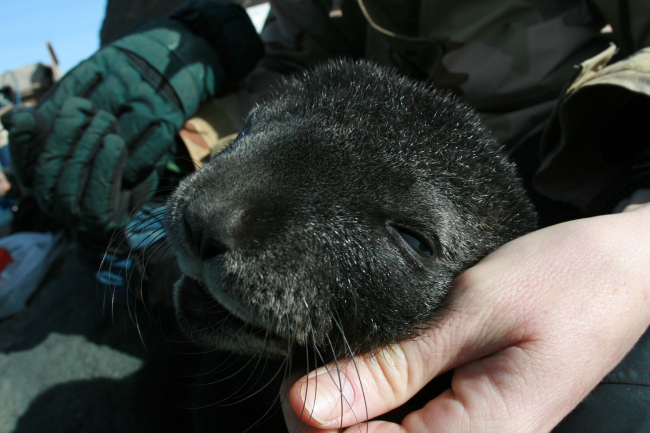Antarctic fur seals sometimes approach AMLR scientists, and enjoy beingscratched around the ears like a cat