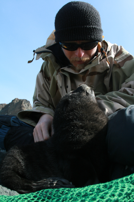 AMLR biologist Kevin Pietrzak with a fur seal pup