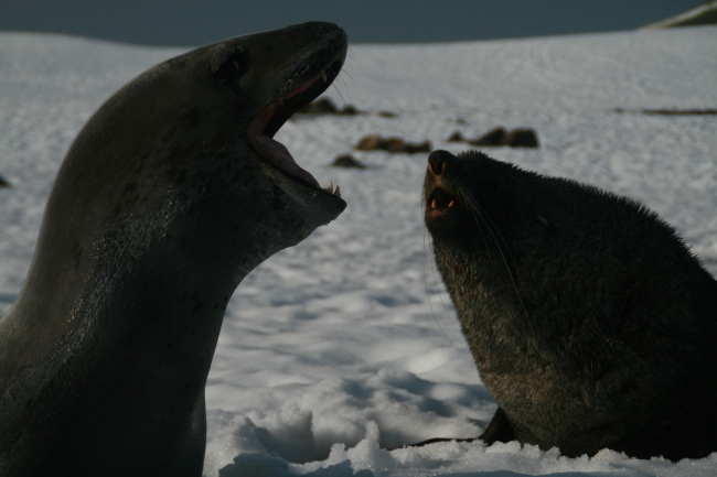 A leopard seal (left) and Antarctic fur seal (right) on the shores ofLivingston Island