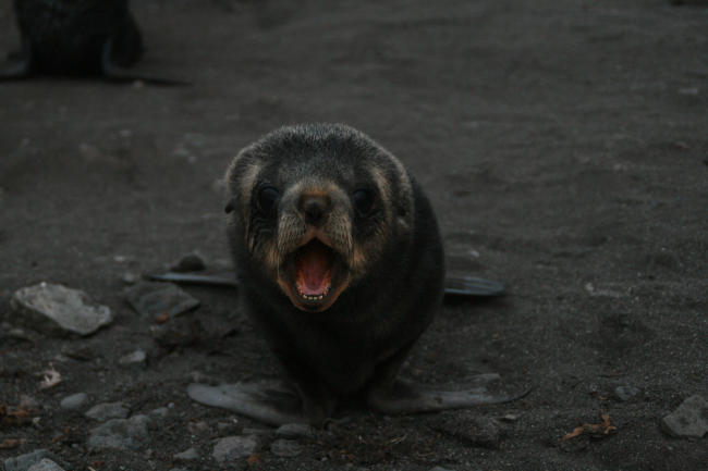 An Antarctic fur seal pup at Livingston Island