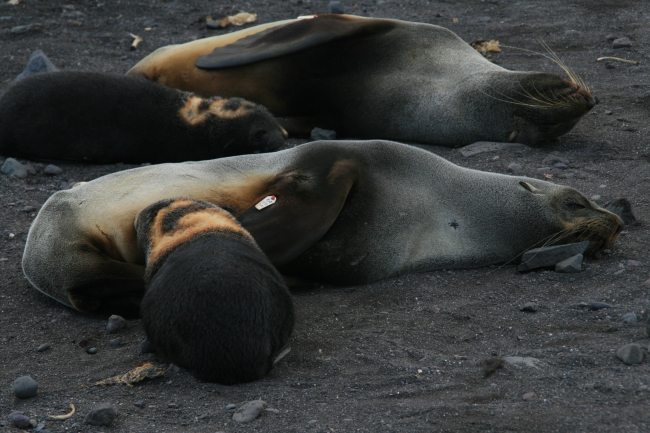Nursing fur seal pups, temporarily dyed for identification purposes