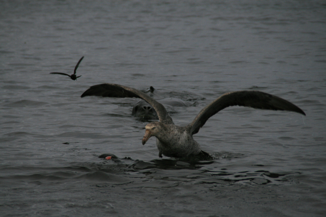 A southern giant petrel scavenges a seal that has been killed by a leopard seal