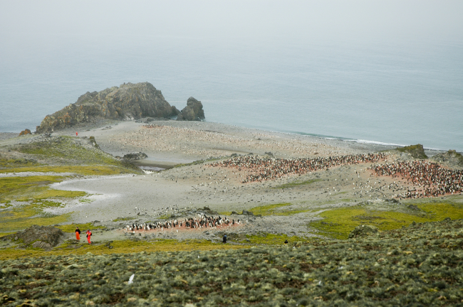 Scientists observing colonies of Adelie penguins on King George Island