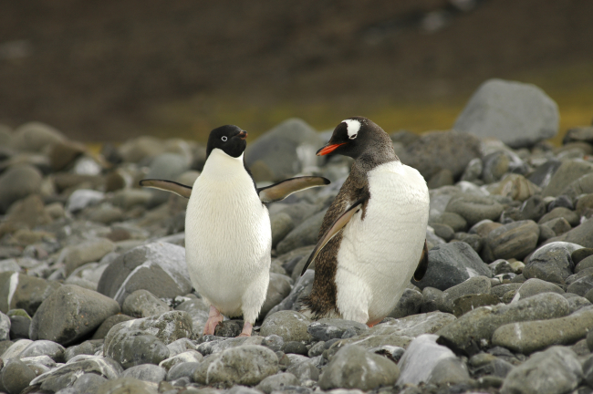 An Adelie and a gentoo penguin walk along a rocky beach