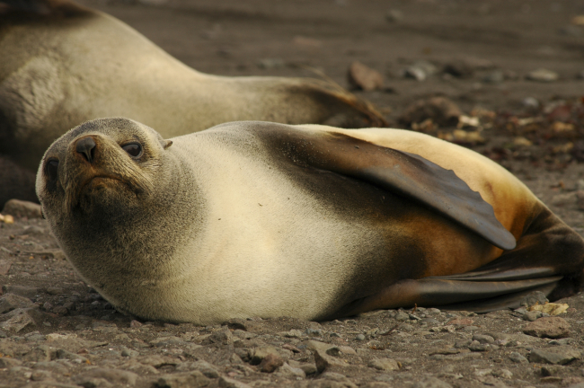 A female Antarctic fur seal sunning