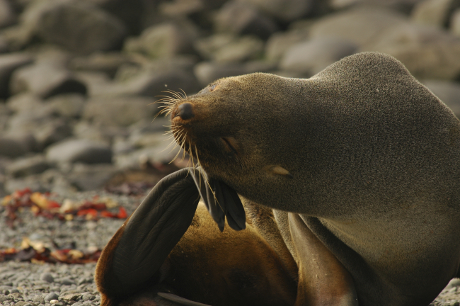 Female Antarctic fur seal scratching