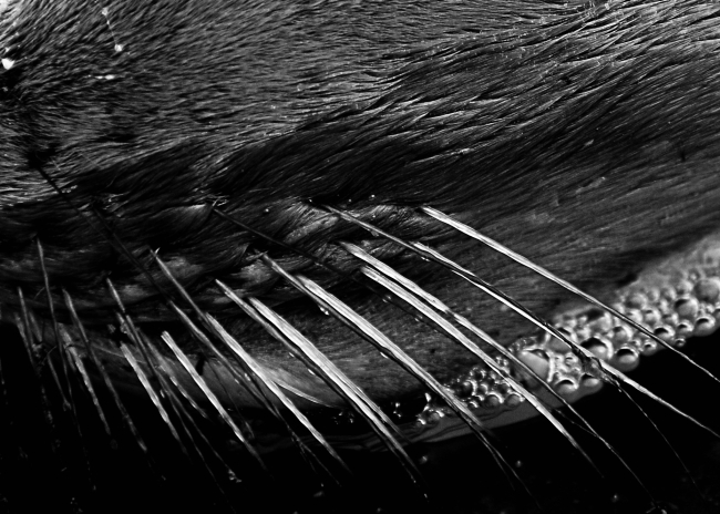 Close up of an Antarctic fur seal's whiskers