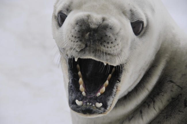 A crabeater seal baring its impressive teeth