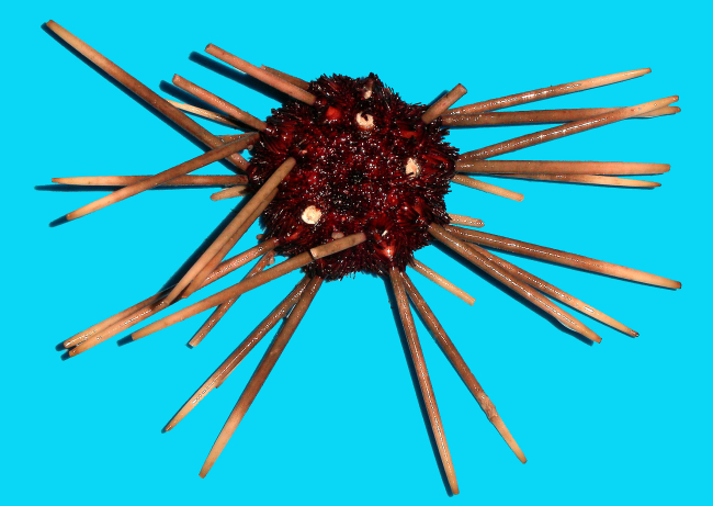 An Antarctic sea urchin (Notocidaris sp