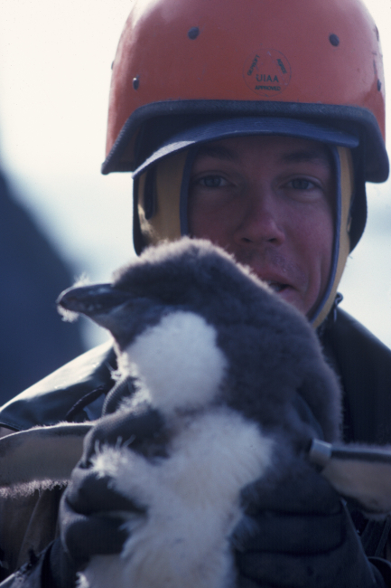 An AMLR penguin researcher with a penguin chick, Seal Island, SouthShetland Islands