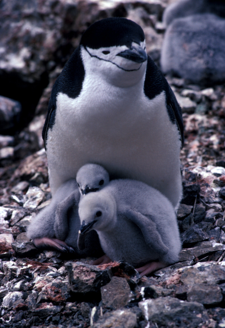 An adult chinstrap penguins with chicks, Seal Island, South Shetland Islands