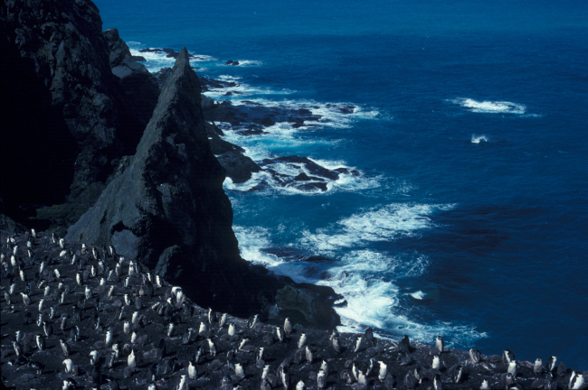 Penguin colony on Seal Island, Antarctica