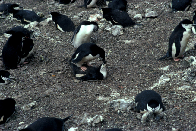 Copulating chinstrap penguins, Seal Island, Antarctica