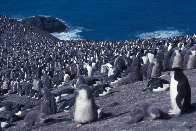 Chinstrap penguin colony, Seal Island, Antarctica