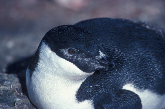 Melanistic chinstrap penguin