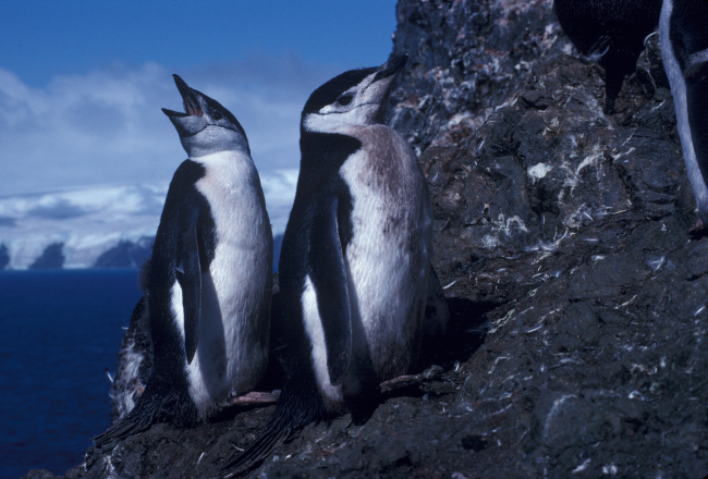 Chinstrap penguins, Seal Island, Antarctica