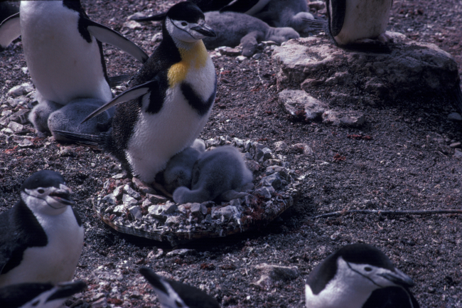 A chinstrap penguin colony at Seal Island, Antarctica